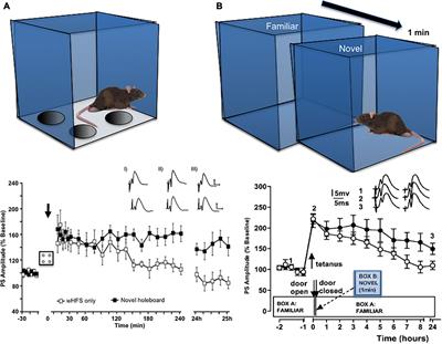 The Intriguing Contribution of Hippocampal Long-Term Depression to Spatial Learning and Long-Term Memory